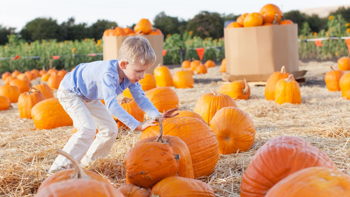 Child wearing a long-sleeve top and light pants choosing a pumpkin in a sunny pumpkin patch surrounded by hay and orange pumpkins.